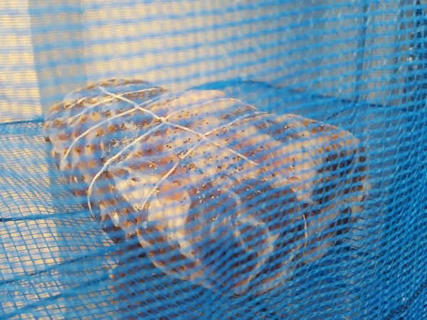 生ハム作成中です